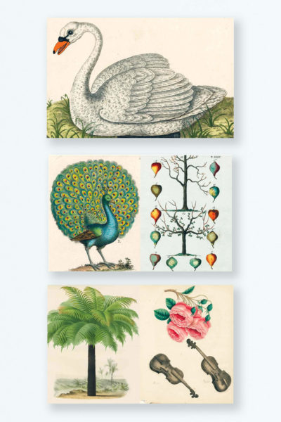 John Derian Picture Book - The Whisper Gallery