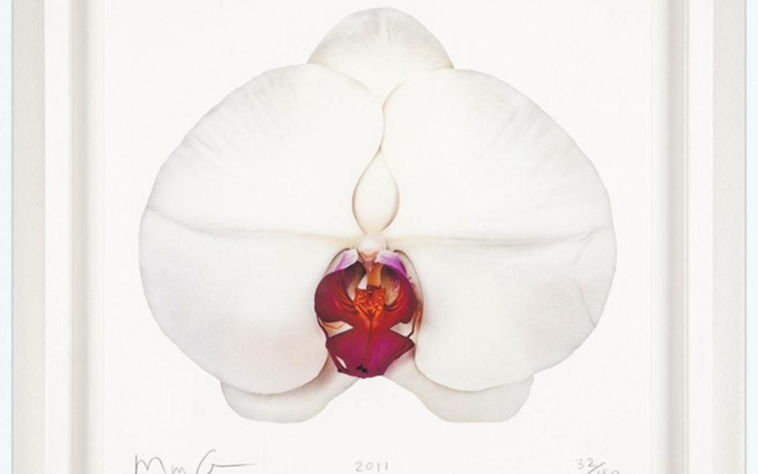 Marc-Quinn-White-Orchid-framed