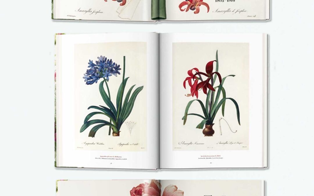Redoute.-The-Book-of-Flowers-3