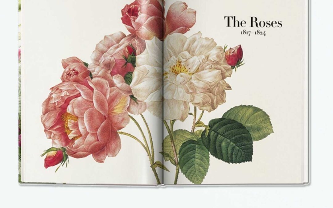 The-Roses-Redoute
